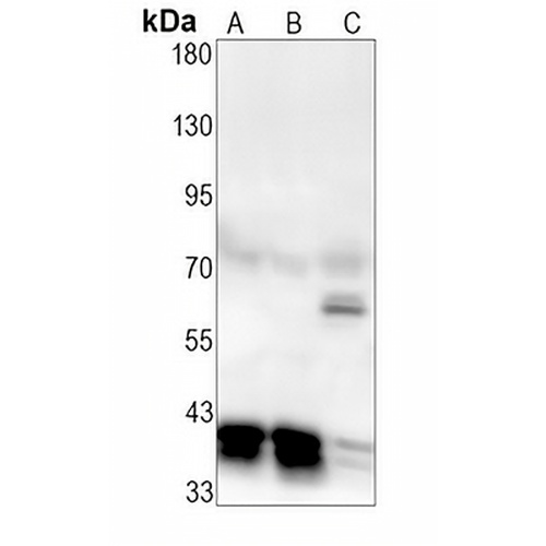 PON2 Rabbit Monoclonal Antibody(C1398)