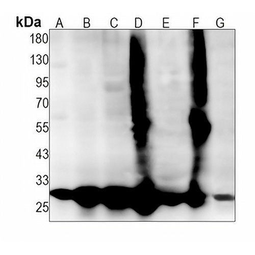 PRDX4 Rabbit Monoclonal Antibody(C1400)