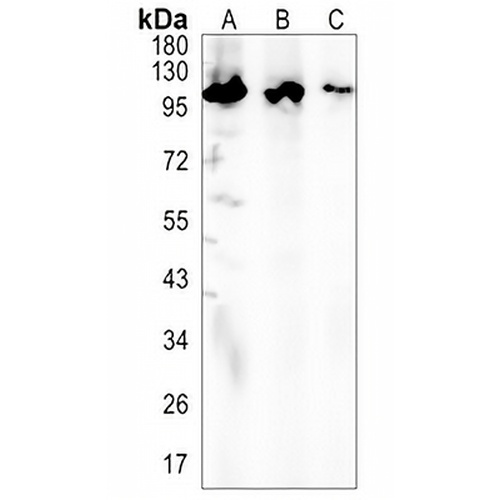 CENP-C Rabbit Monoclonal Antibody(C1404)