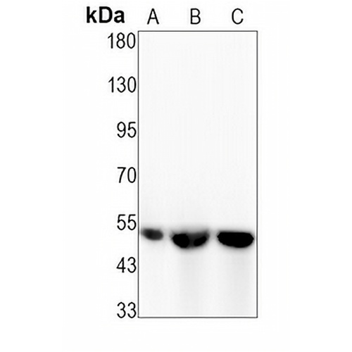 U2AF65 Rabbit Monoclonal Antibody(C1405)