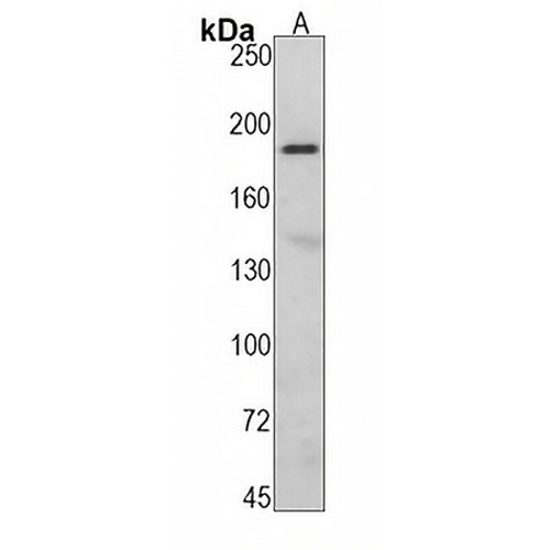 Complement C3 Rabbit Monoclonal Antibody(C1410)