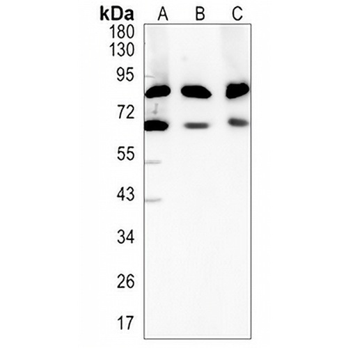 RANGAP1 Rabbit Monoclonal Antibody(C1412)