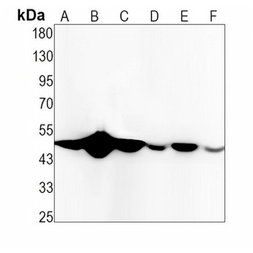 RbAp48 Rabbit Monoclonal Antibody(C1413)