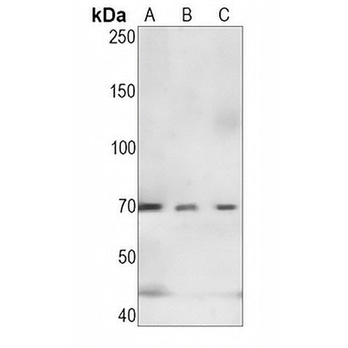 CD89 Rabbit Monoclonal Antibody(C1421)