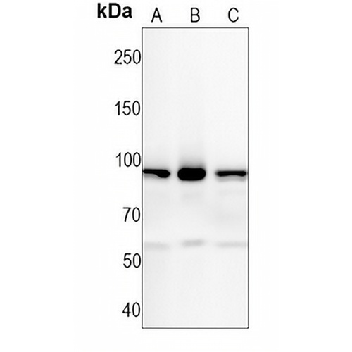 MCM4 Rabbit Monoclonal Antibody(C1424)