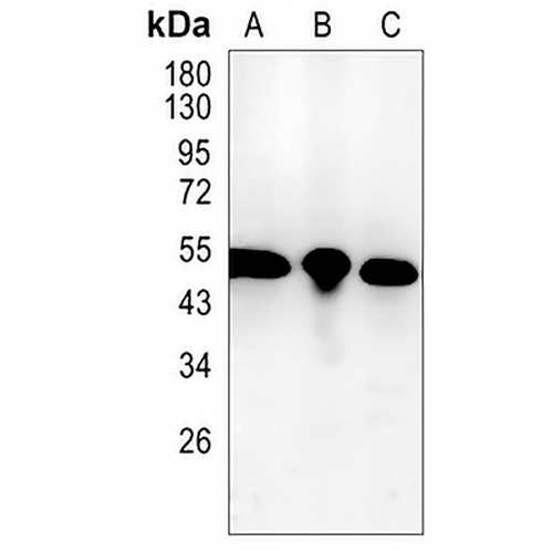 p54nrb Rabbit Monoclonal Antibody(C1425)