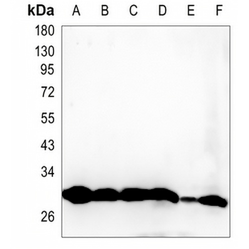 PSMA1 Rabbit Monoclonal Antibody(C1427)