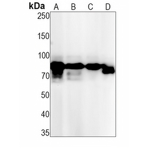 HGFL Rabbit Monoclonal Antibody(C1430)