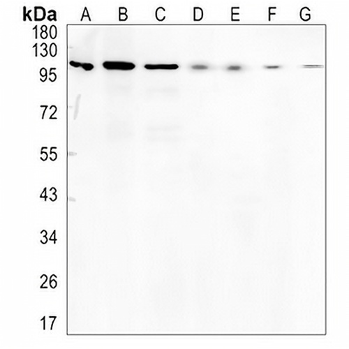 MCM3 Rabbit Monoclonal Antibody(C1434)