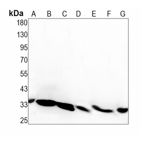 RACK1 Rabbit Monoclonal Antibody(C1435)