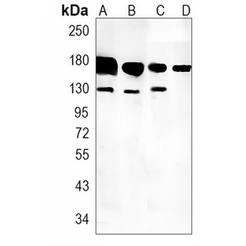K Cadherin Rabbit Monoclonal Antibody(C1436)