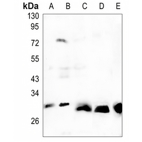 FHL-1 Rabbit Monoclonal Antibody(C1437)