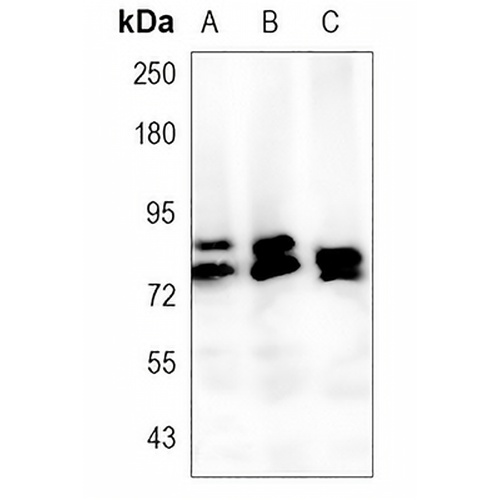 FXR1 Rabbit Monoclonal Antibody(C1444)