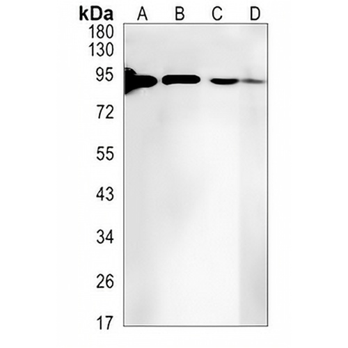 RRM1 Rabbit Monoclonal Antibody(C1448)