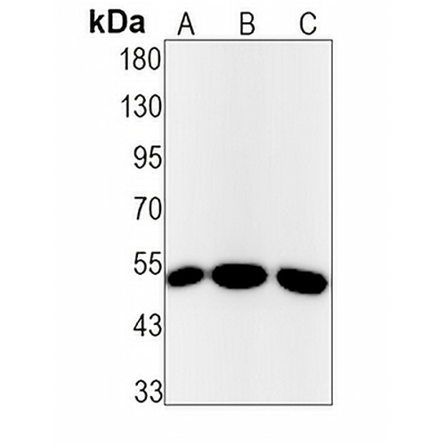 Lumican Rabbit Monoclonal Antibody(C1449)