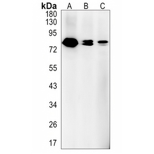 CBP Rabbit Monoclonal Antibody(C1453)