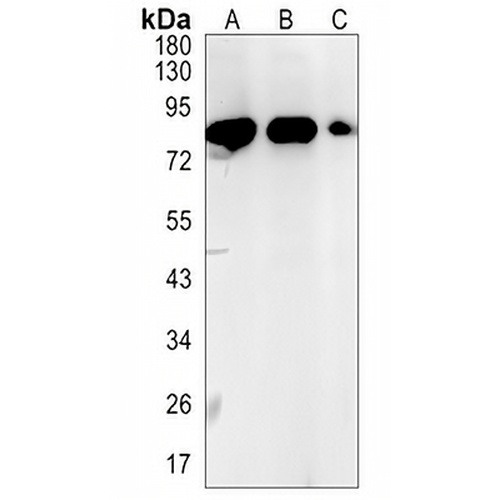 KSRP Rabbit Monoclonal Antibody(C1454)