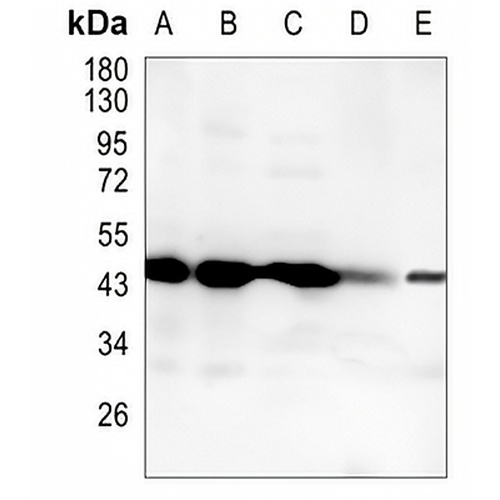 NCK1 Rabbit Monoclonal Antibody(C1456)