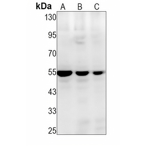SRP54 Rabbit Monoclonal Antibody(C1463)