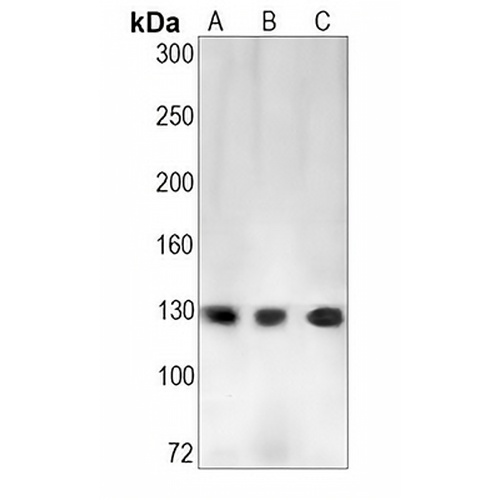 RNF40 Rabbit Monoclonal Antibody(C1466)