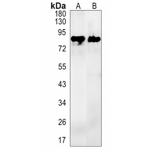 CD239 Rabbit Monoclonal Antibody(C1477)