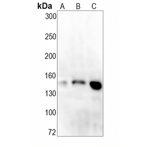 PI3-kinase p150 Rabbit Monoclonal Antibody(C1480)