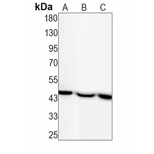 eIF3E Rabbit Monoclonal Antibody(C1481)
