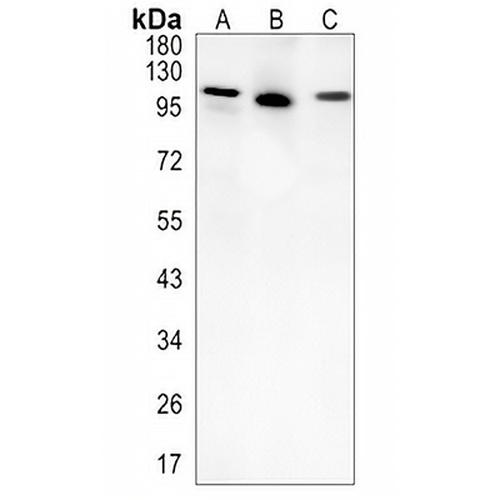 EIF3B Rabbit Monoclonal Antibody(C1484)