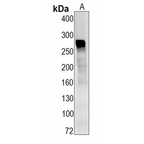 CD35  Rabbit Monoclonal Antibody(C1485)