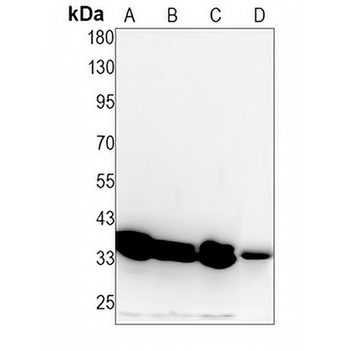 PPP2CA (Phospho-Y307) Rabbit Monoclonal Antibody(C1491)