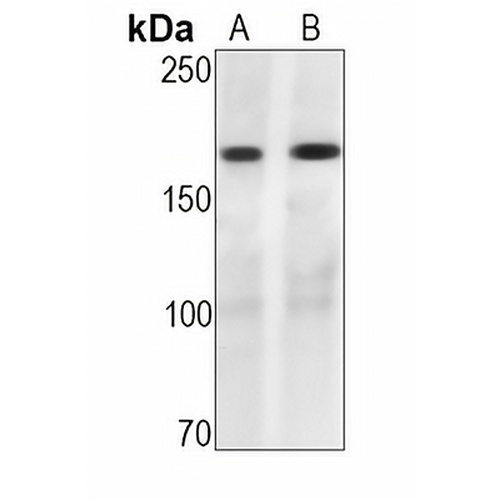 EGFR (Phospho-Y1068) Rabbit Monoclonal Antibody(C1495)