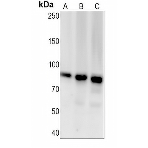 RSK1 (Phospho-T359+S363) Rabbit Monoclonal Antibody(C1496)