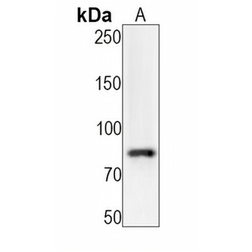 c-Myb (Phospho-S11) Rabbit Monoclonal Antibody(C1497)