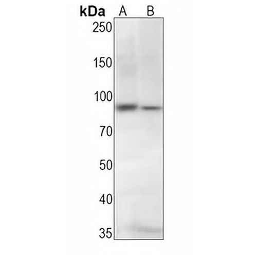 STAT5 (Phospho-Y694) Rabbit Monoclonal Antibody(C1499)