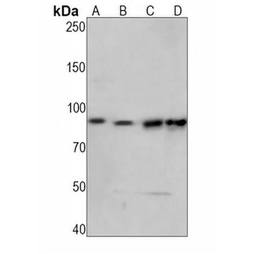 RSK1 (Phospho-S380) Rabbit Monoclonal Antibody(C1500)