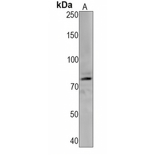 Synapsin 1 (Phospho-S9) Rabbit Monoclonal Antibody(C1502)