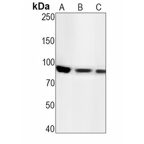 STAT1 (Phospho-Y701) Rabbit Monoclonal Antibody(C1511)