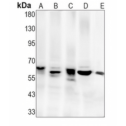 CDC6 (Phospho-S54) Rabbit Monoclonal Antibody(C1512)