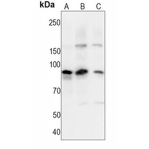 B-RAF (Phospho-T401) Rabbit Monoclonal Antibody(C1514)