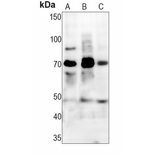 c-RAF (Phospho-S43) Rabbit Monoclonal Antibody(C1515)