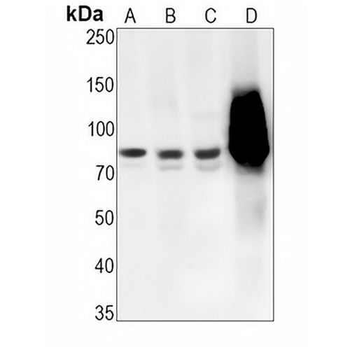 STAT3 (Phospho-Y705) Rabbit Monoclonal Antibody(C1516)