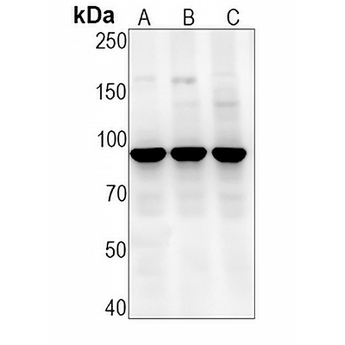 NRF2 (Phospho-S40) Rabbit Monoclonal Antibody(C1517)
