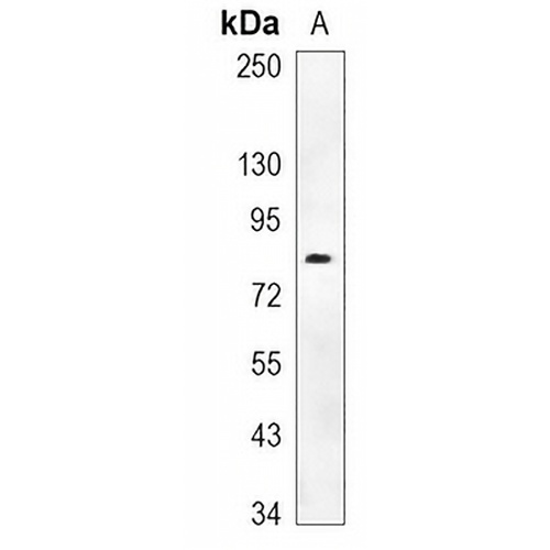 TAU (Phospho-S324) Rabbit Monoclonal Antibody(C1519)