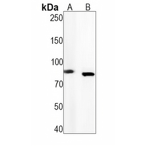 TBK1 (Phospho-S172) Rabbit Monoclonal Antibody(C1521)