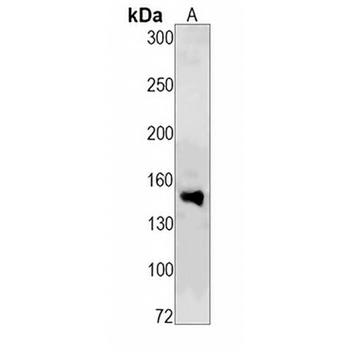 c-Met (Phospho-Y1349) Rabbit Monoclonal Antibody(C1525)