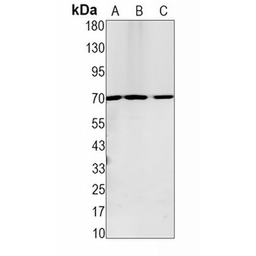 Lamin B1 Rabbit Monoclonal Antibody(C1531)