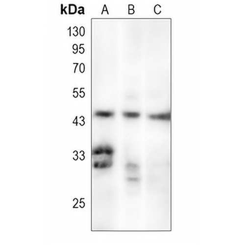CD24 Rabbit Monoclonal Antibody(C1532)