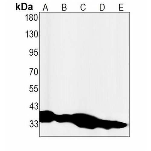Cyclin H Rabbit Monoclonal Antibody(C1534)