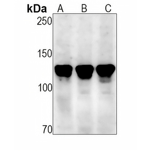 MCM2 (Phospho-S108) Rabbit Monoclonal Antibody(C1535)