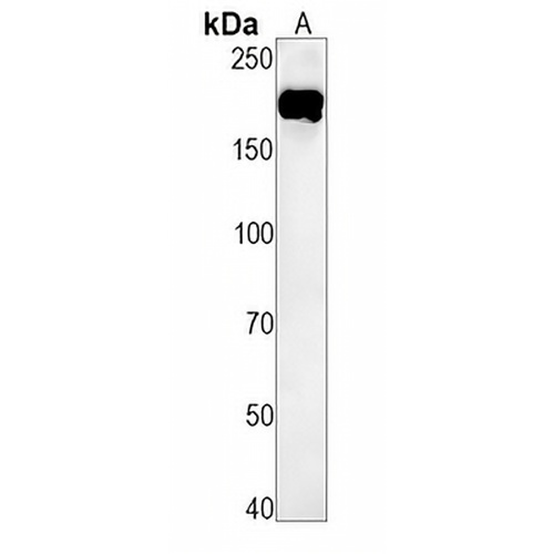 EGFR Rabbit Monoclonal Antibody(C1541)